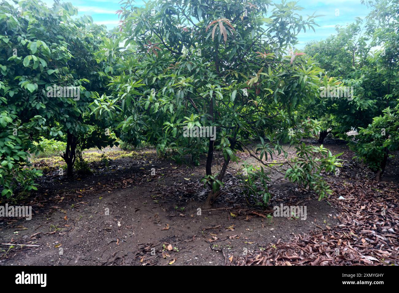 Scopri il vero spirito della generosità della natura con questa vivida rappresentazione di un albero di mango. I suoi robusti rami sono impreziositi da un'atmosfera lussuosa e scura Foto Stock