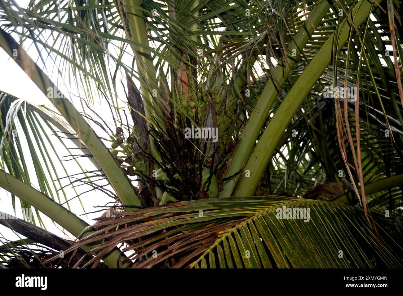 Lush Green Palm Foliage Close-up - i motivi della natura, foto di foto di foto ravvicinate che catturano le lussureggianti complessità del fogliame di una palma. Foto Stock