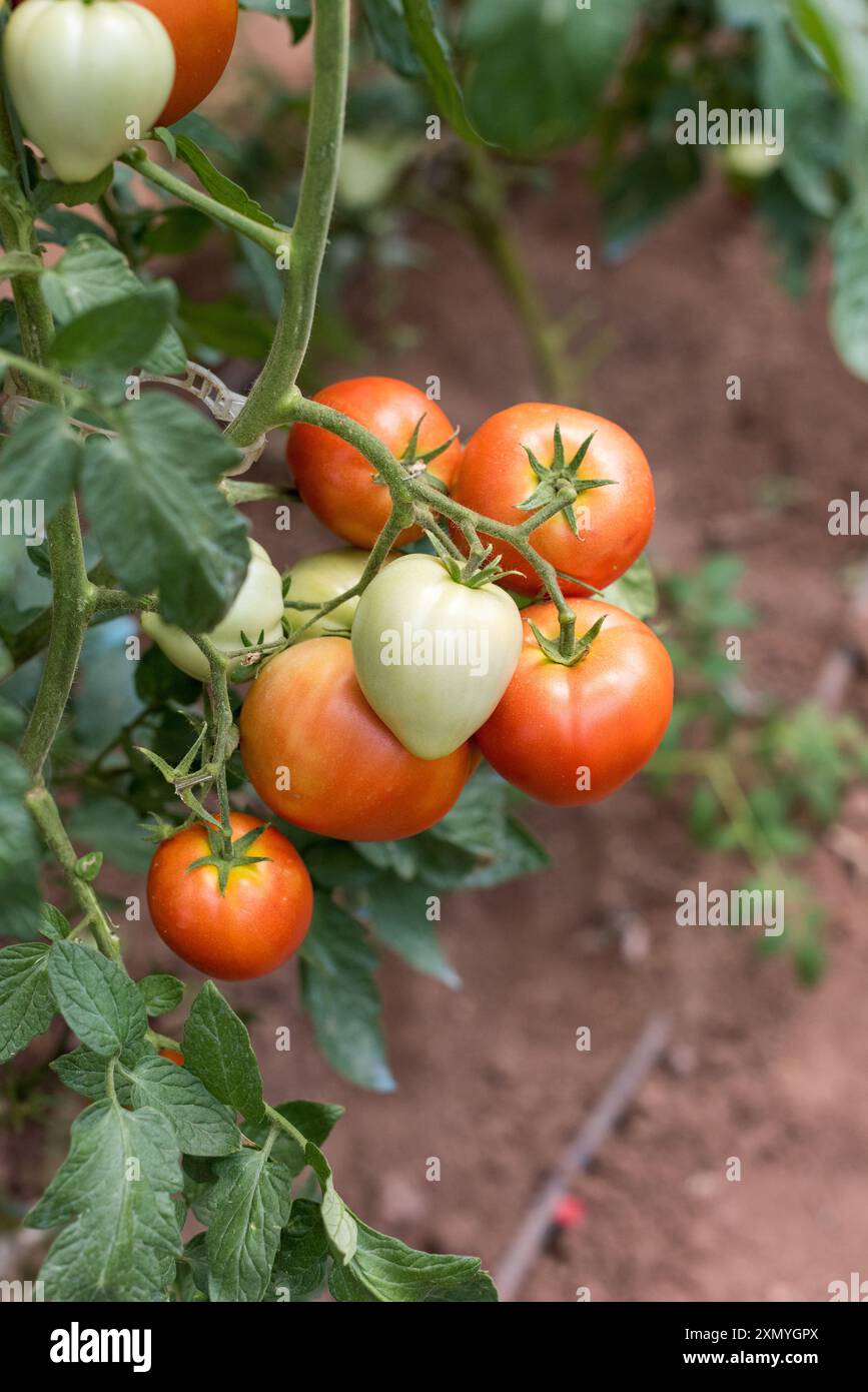 Piante giovani di pomodoro con frutti verdi e rossi in una serra Foto Stock