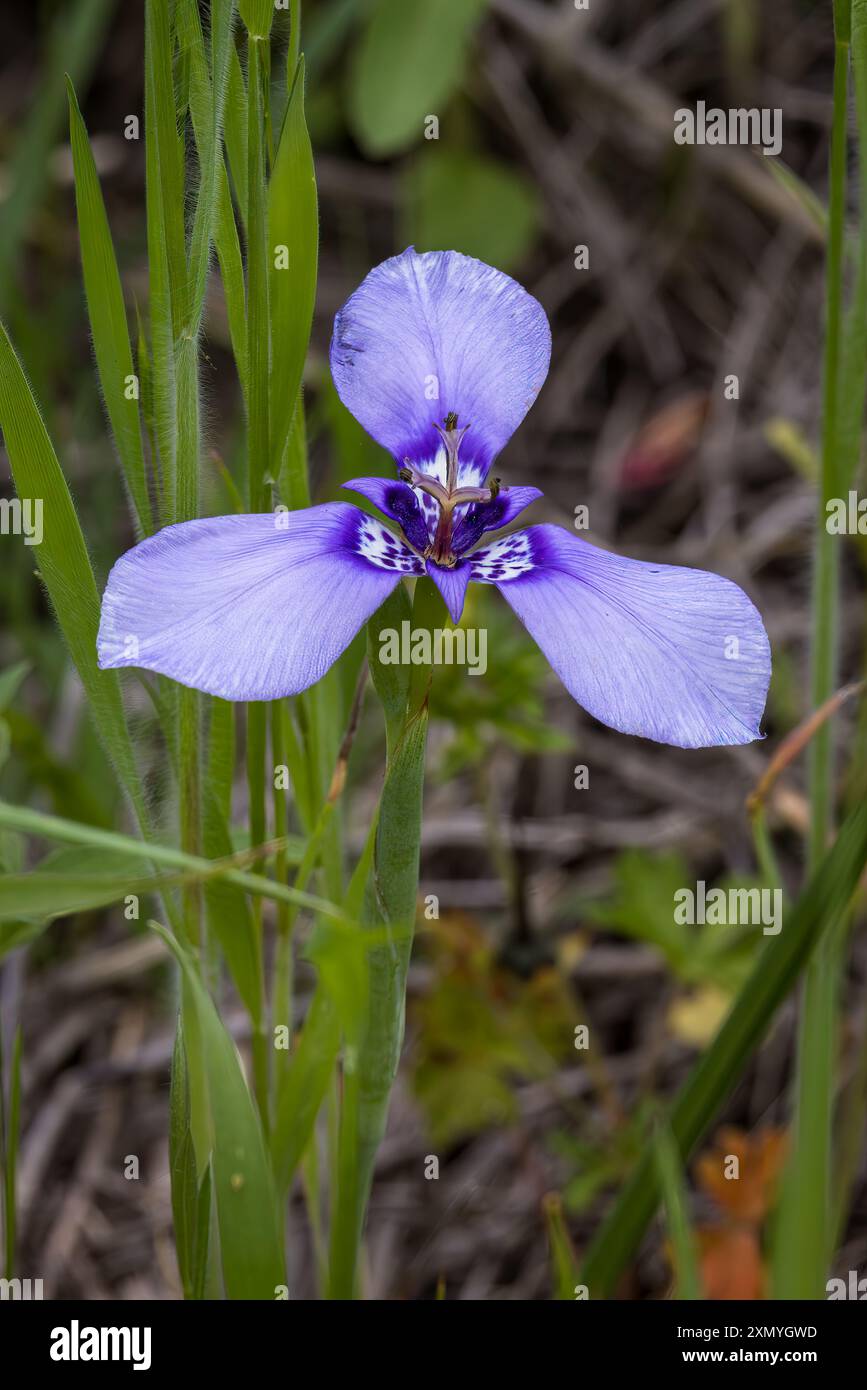 Prairie Nymph, Herbertia lahue, in primavera Foto Stock