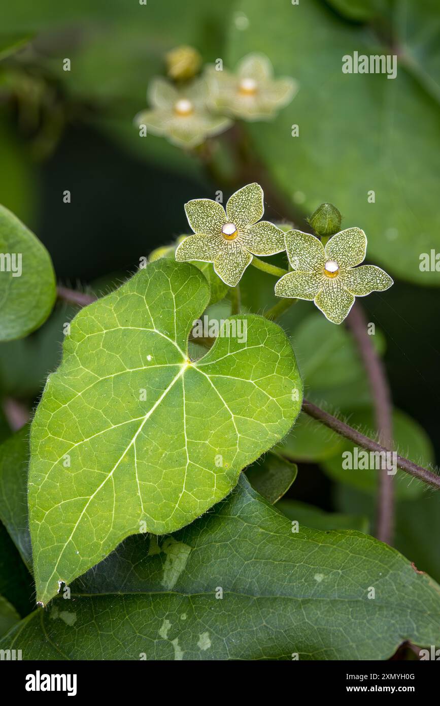 Il vigneto Pearl Milkweed fiorisce nelle Balcones Canyonlands Foto Stock