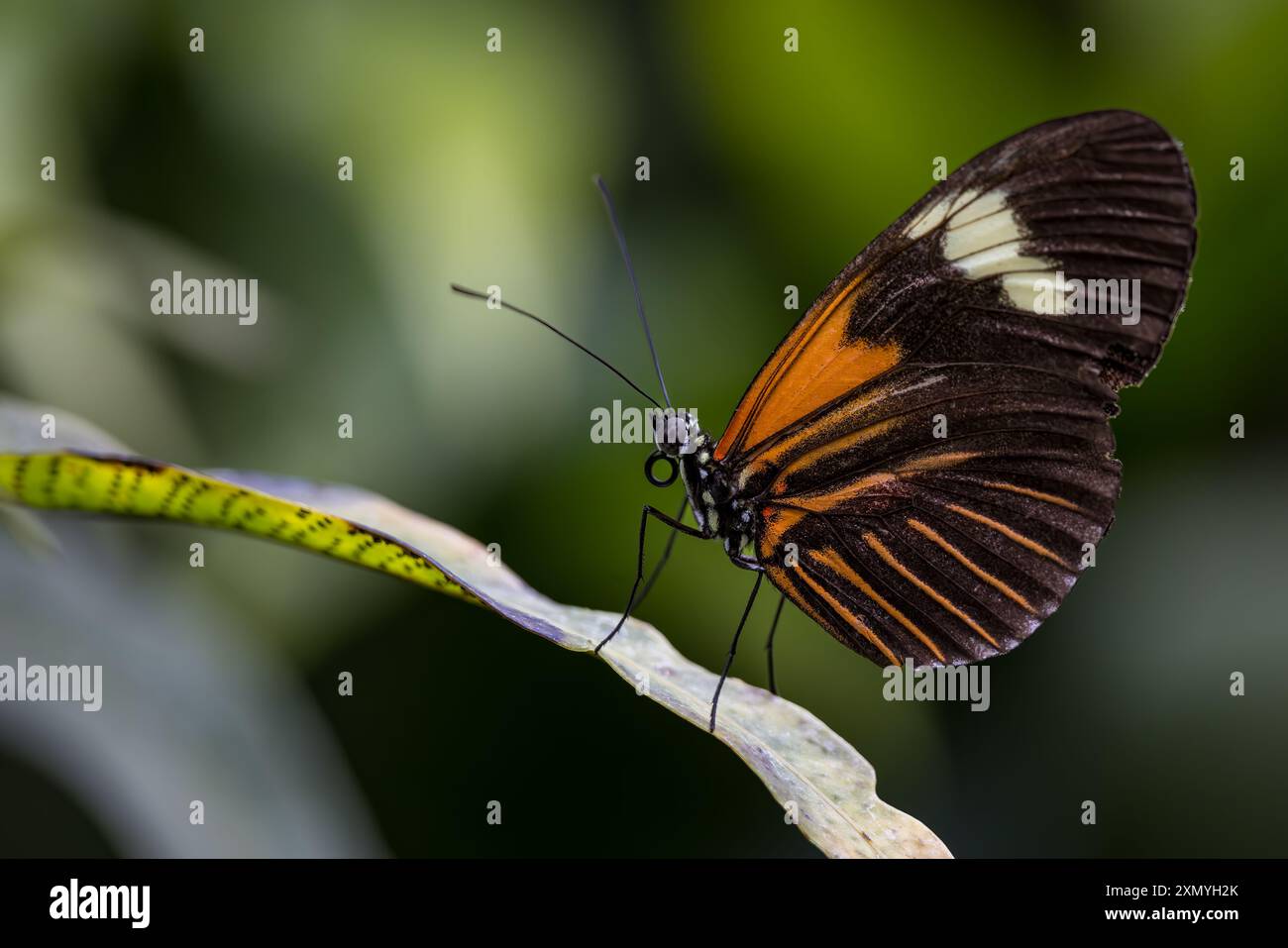 Postino, Heliconius melpomene, sottospecie Malleti Foto Stock