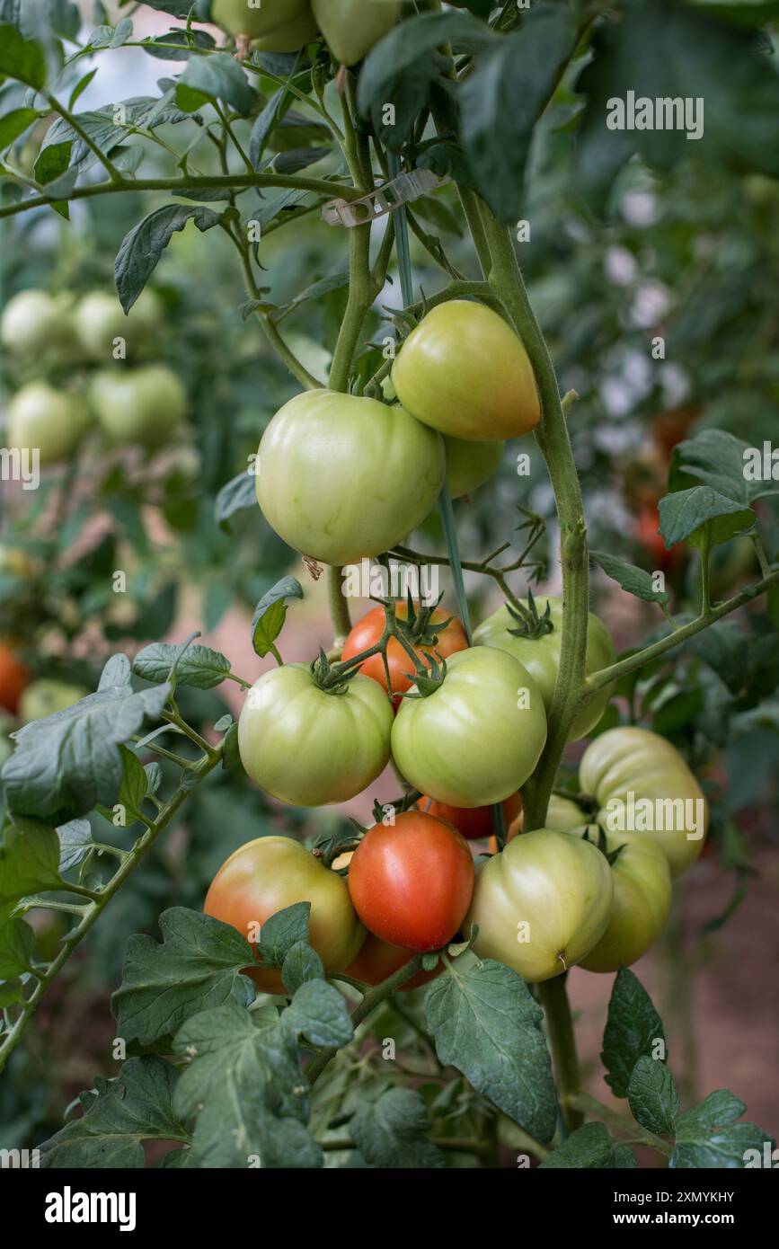 Parte della pianta di pomodoro con frutti verdi e rossi coltivati in serra. Foto Stock