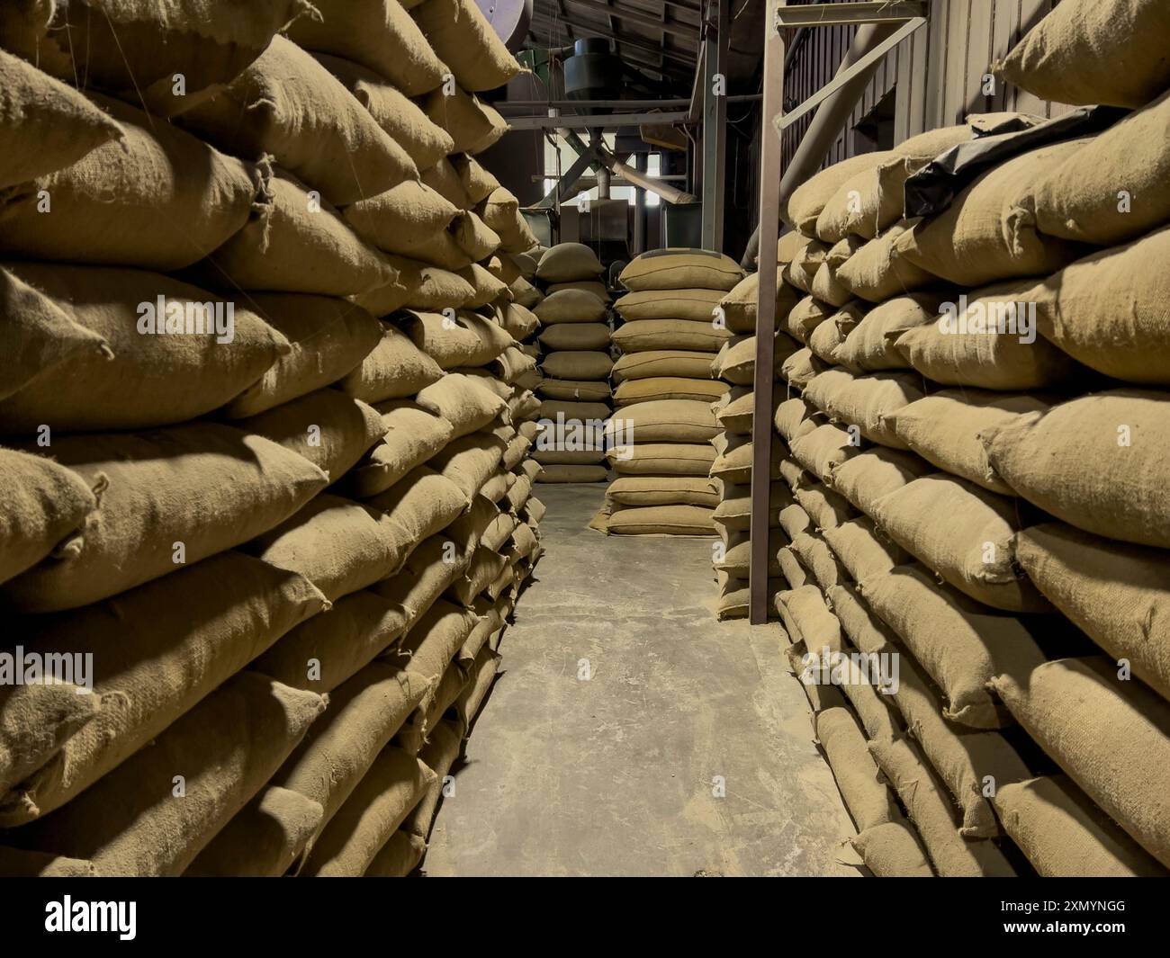 Sacchi di chicchi di caffè in un magazzino di una fattoria di caffè foto Foto Stock
