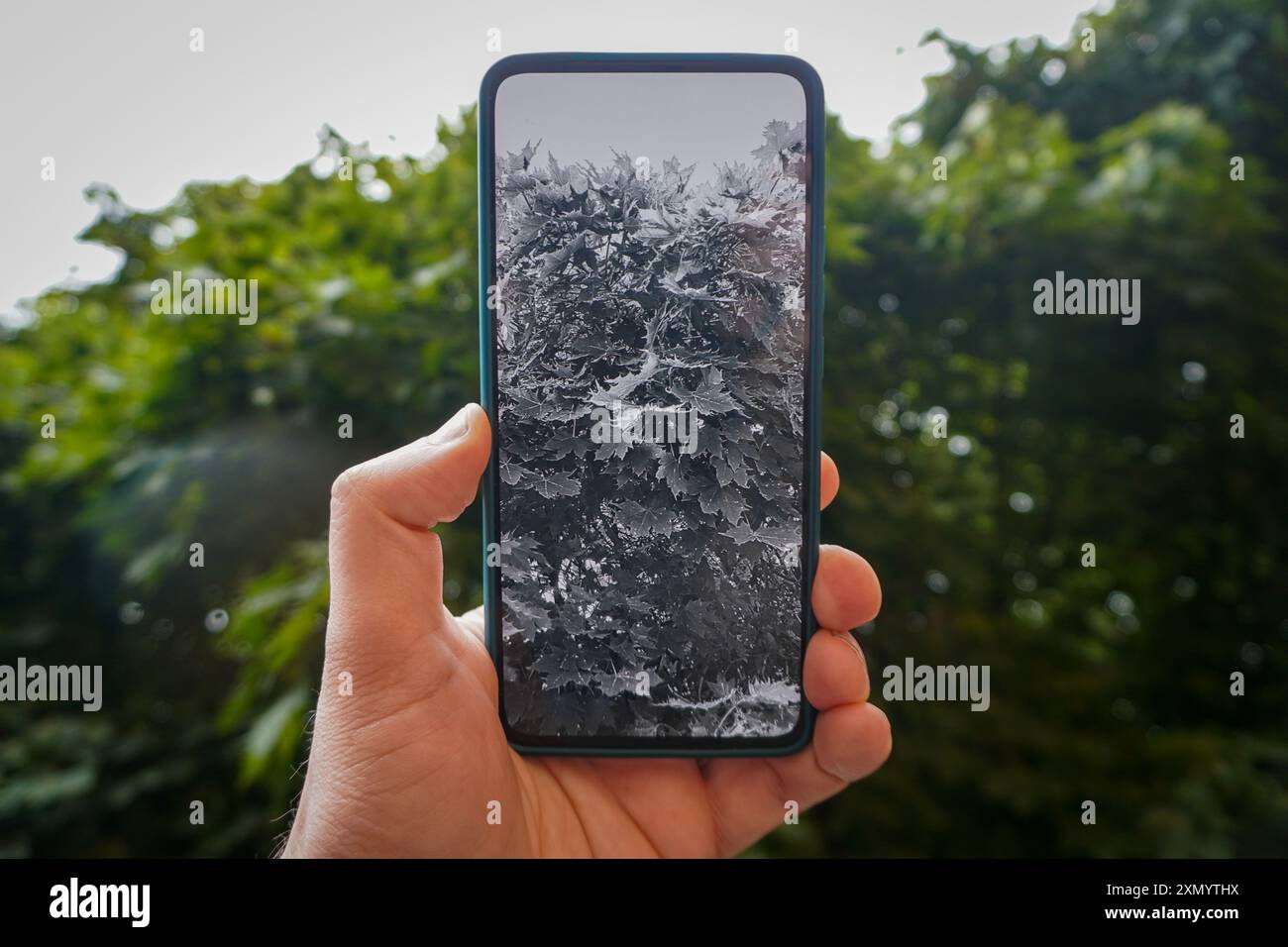 Primo piano di un telefono cellulare che fotografa un albero Foto Stock