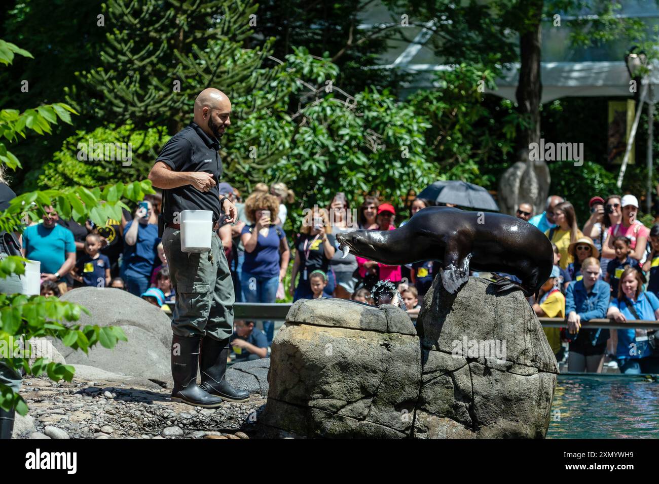 New York, USA - 6 giugno 2019: Un allenatore interagisce con un leone marino mentre un grande pubblico guarda nelle vicinanze. Foto Stock