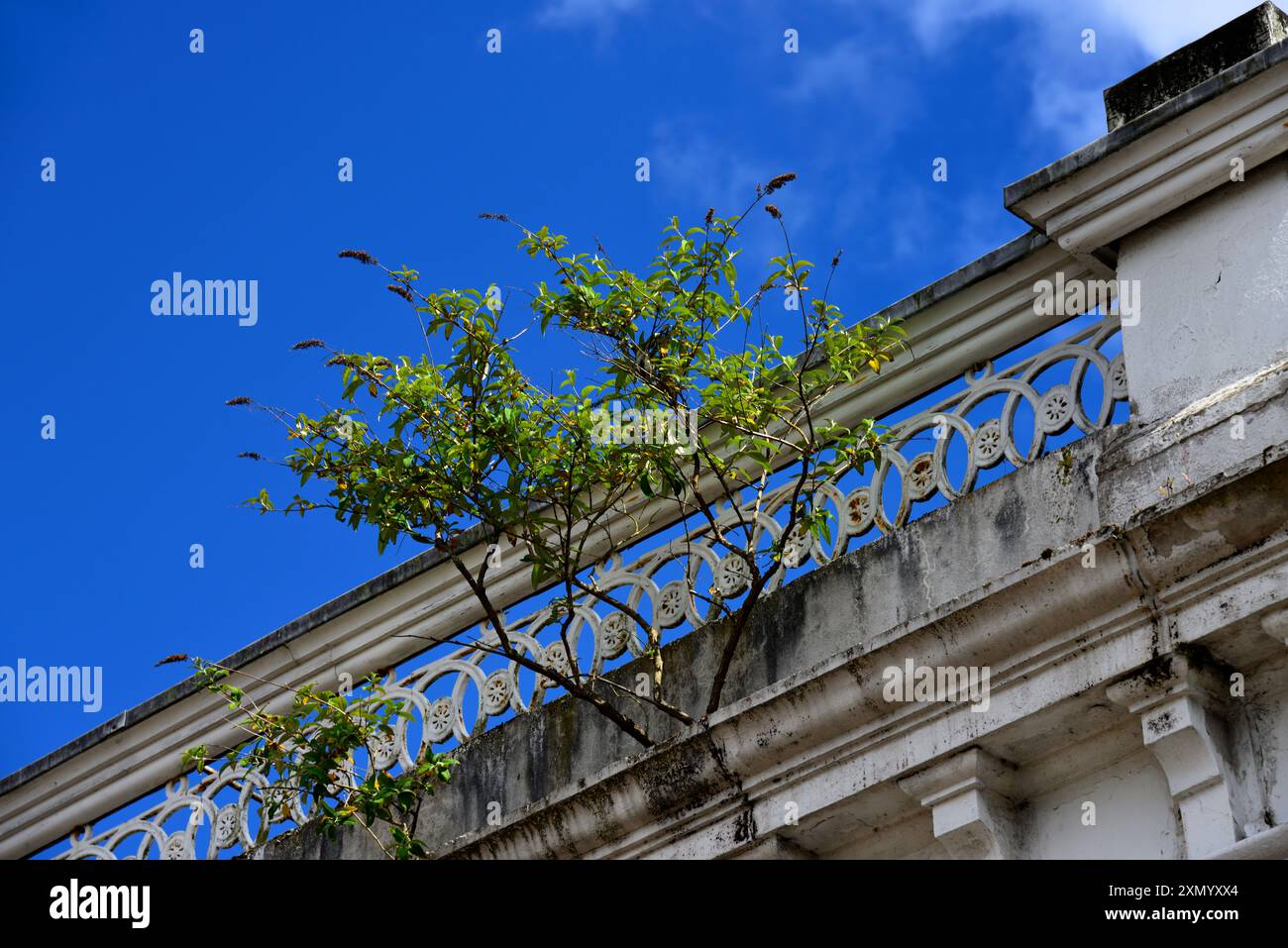 albero che cresce nell'edificio Foto Stock