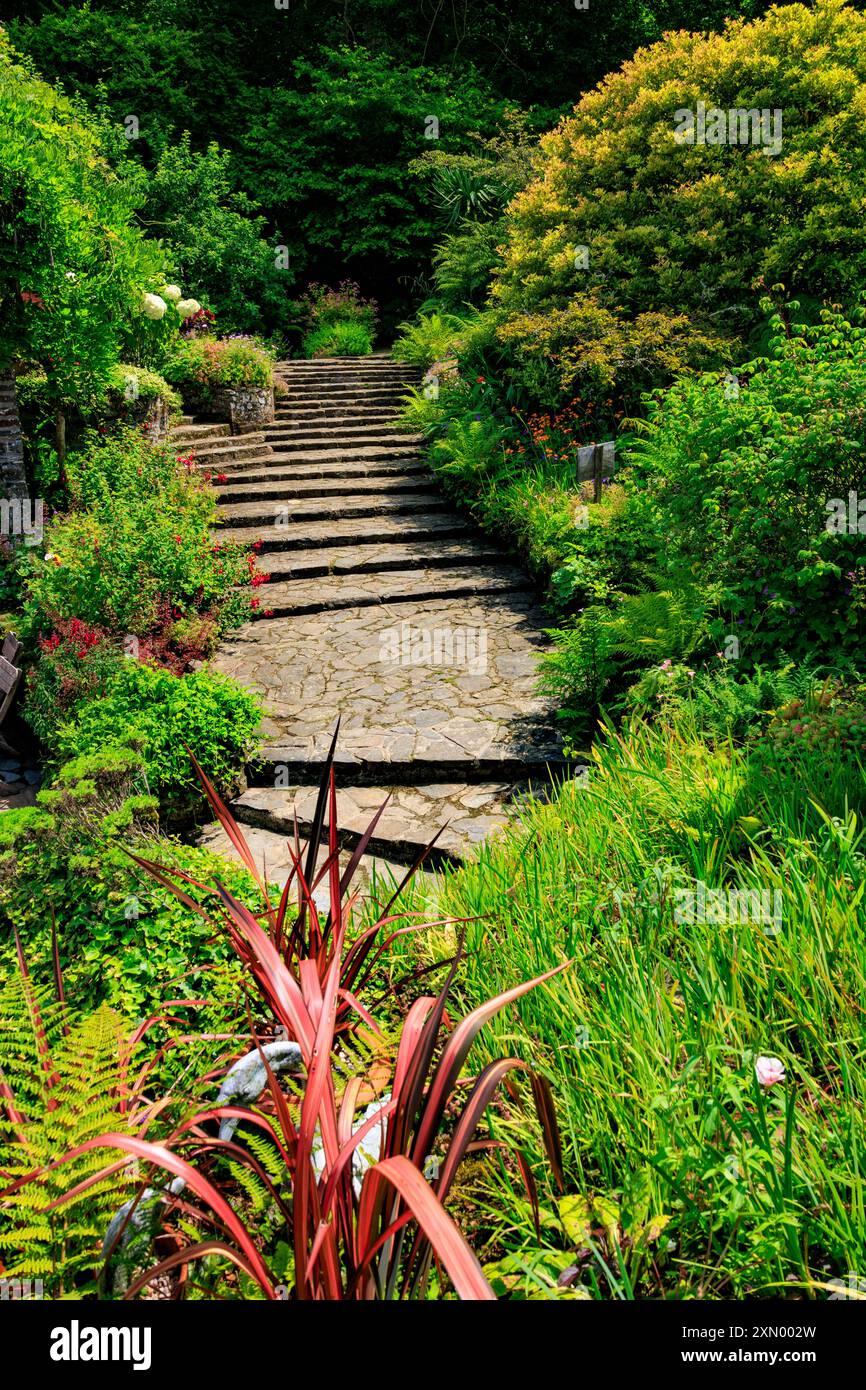 Un colorato impianto di phormium al Docton Mill Garden, Lymebridge, North Devon, Inghilterra, Regno Unito Foto Stock