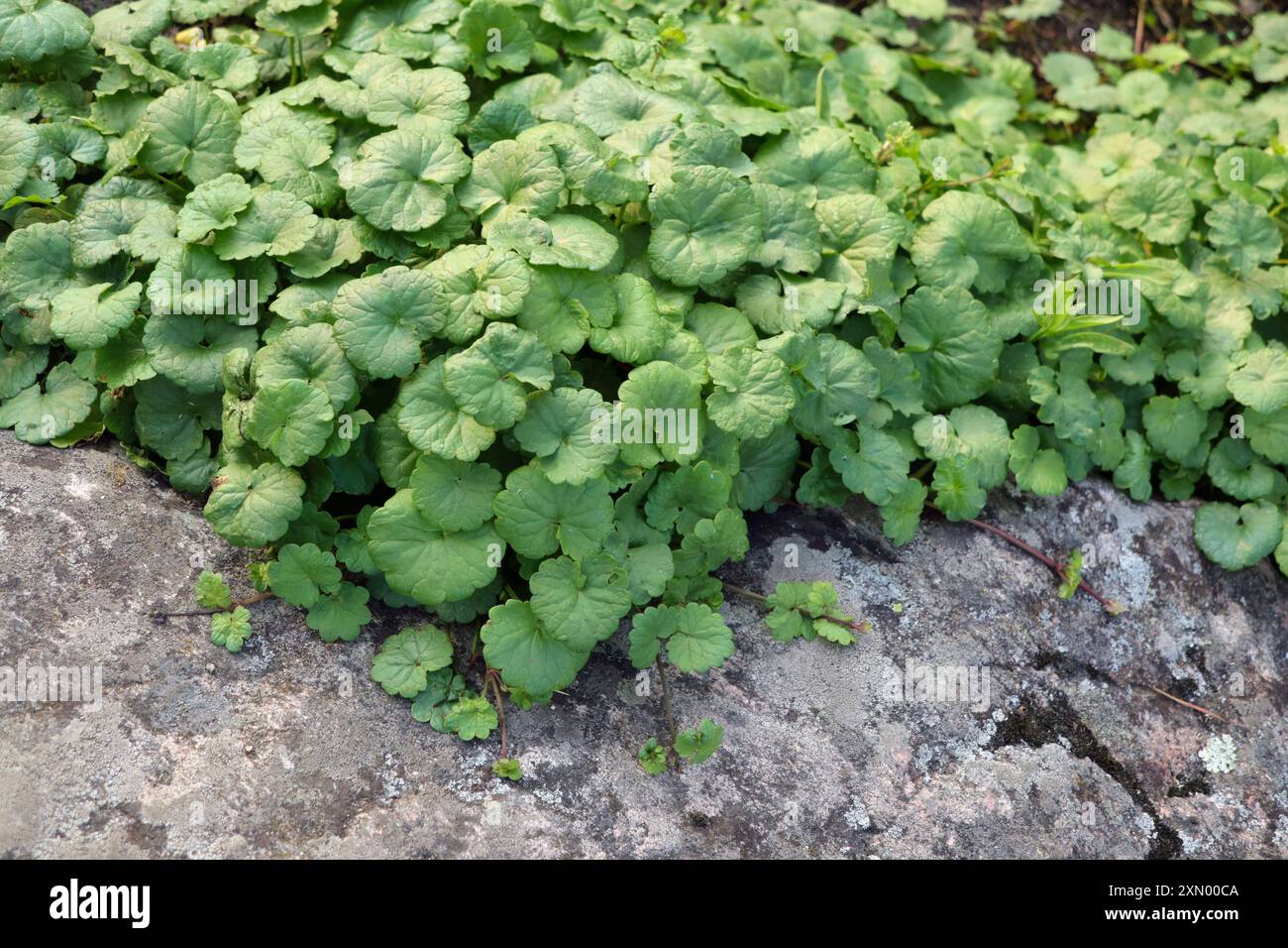 Foglie verdi, a forma di rene o a ventaglio di Glechoma hederacea o Ground-edera, una pianta perenne sempreverde della famiglia di menta Lamiaceae. Foto Stock