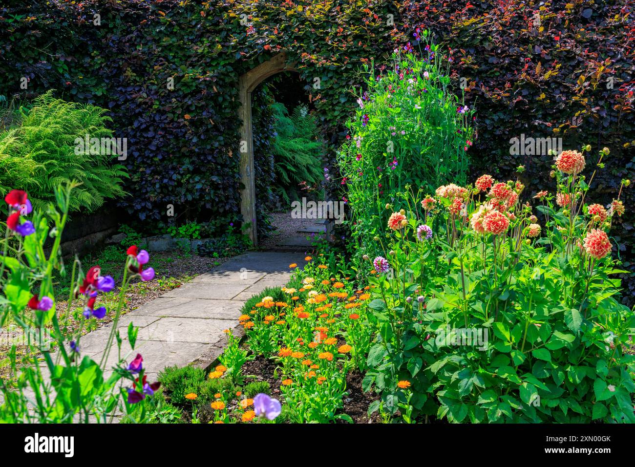 Un colorato giardino fiorito con dalie, calendule e piselli dolci al Docton Mill Garden, Lymebridge, North Devon, Inghilterra, Regno Unito Foto Stock