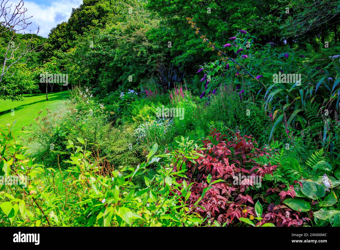 Un colorato confine misto lungo il vecchio torrente del mulino a Docton Mill Garden, Lymebridge, North Devon, Inghilterra, Regno Unito Foto Stock