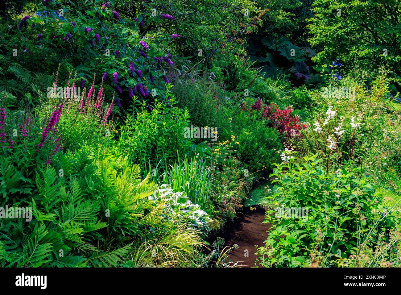 Un colorato confine misto lungo il vecchio torrente del mulino a Docton Mill Garden, Lymebridge, North Devon, Inghilterra, Regno Unito Foto Stock