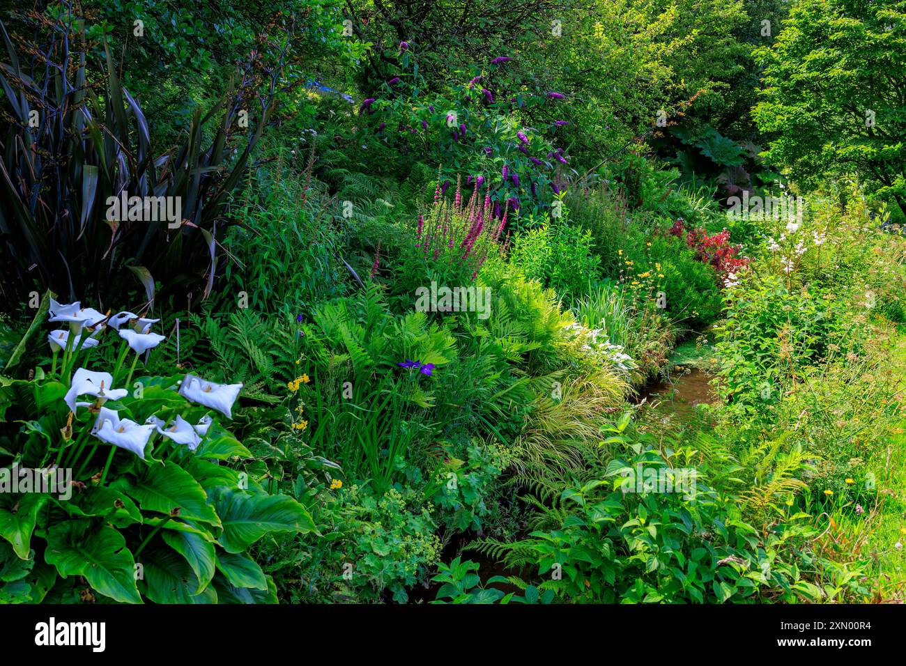 Un colorato confine misto lungo il vecchio torrente del mulino a Docton Mill Garden, Lymebridge, North Devon, Inghilterra, Regno Unito Foto Stock