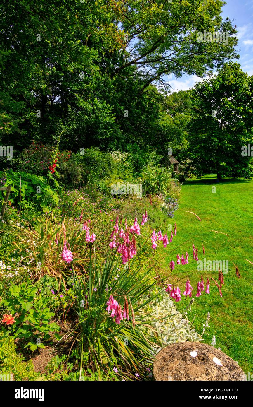 Colorate "canne da pesca degli angeli" (Dierama sp.) Al confine erbaceo di Docton Mill Garden, Lymebridge, North Devon, Inghilterra, Regno Unito Foto Stock