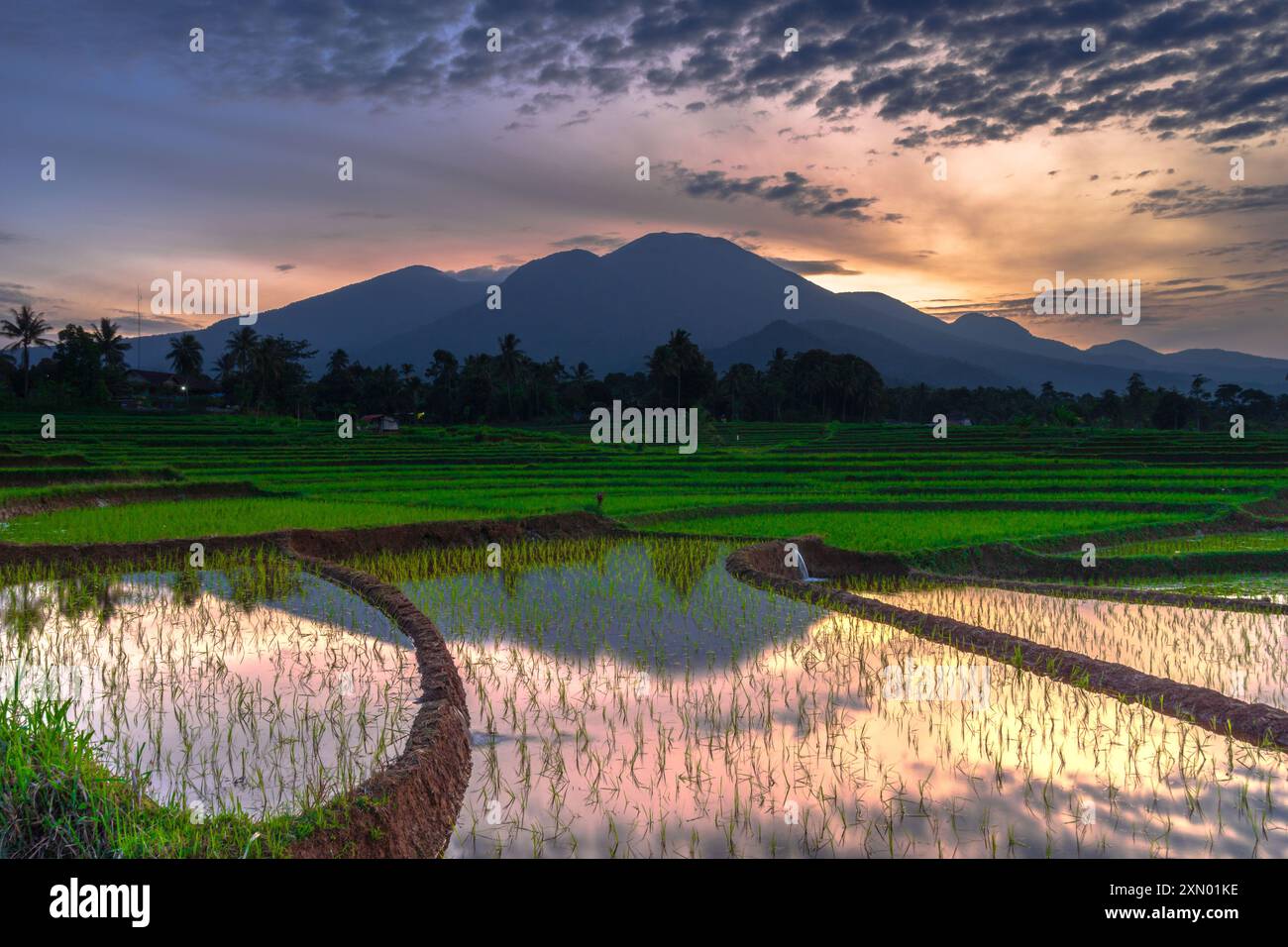 Paesaggio di bellezza indonesiana risaie nel nord di bengkulu, splendida vista naturale mattutina dall'Indonesia delle montagne e della foresta tropicale Foto Stock