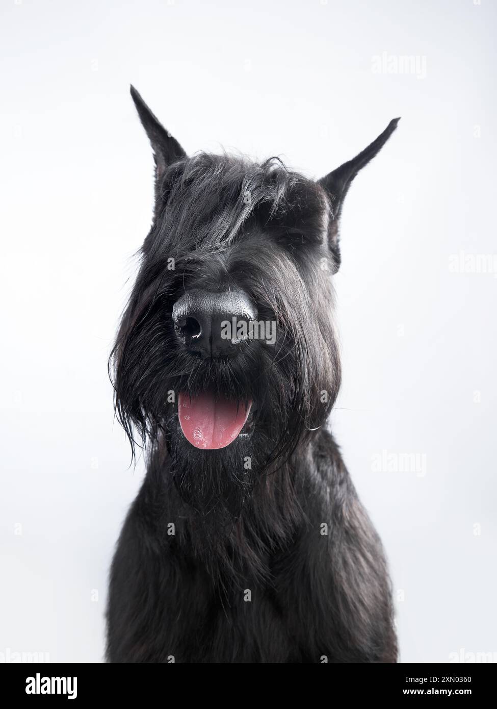 Un'allerta Scottish Terrier si distingue per la pelliccia di ebano su uno sfondo bianco, uno studio sui contrasti. Foto Stock