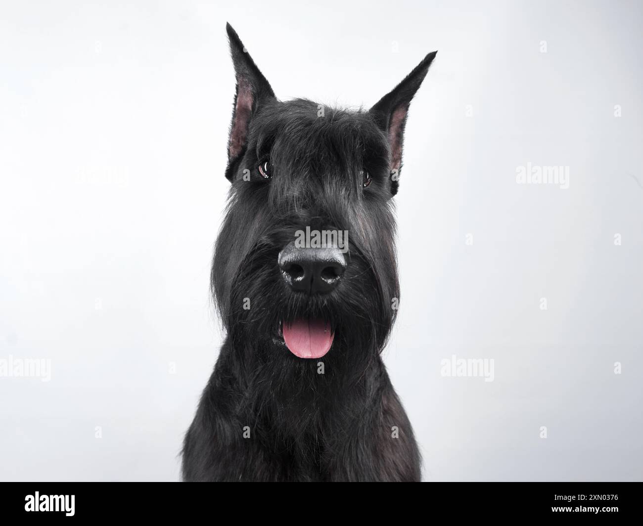 Un'allerta Scottish Terrier si distingue per la pelliccia di ebano su uno sfondo bianco, uno studio sui contrasti. Foto Stock