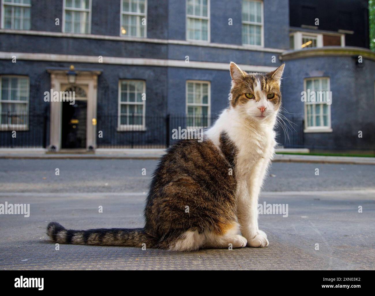 Londra, Regno Unito. 30 luglio 2024. Larry il gatto di Downing Street e il capo Mouser all'Ufficio del Gabinetto pattuglia la strada. E' venuto da Battersea Dogs and Cats Home e ha vissuto al numero 10 con sei primi ministri che sono David Cameron, Theresa May, Boris Johnson, Liz Truss, Rishi Sunak, e Keir Starmer. Crediti: Karl Black/Alamy Live News Foto Stock