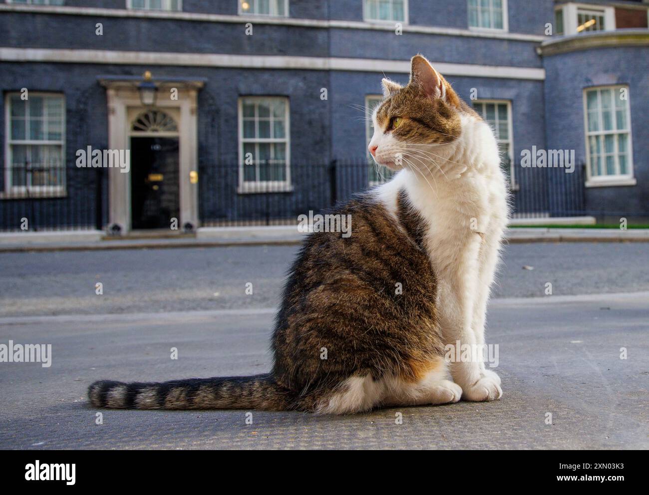 Londra, Regno Unito. 30 luglio 2024. Larry il gatto di Downing Street e il capo Mouser all'Ufficio del Gabinetto pattuglia la strada. E' venuto da Battersea Dogs and Cats Home e ha vissuto al numero 10 con sei primi ministri che sono David Cameron, Theresa May, Boris Johnson, Liz Truss, Rishi Sunak, e Keir Starmer. Crediti: Karl Black/Alamy Live News Foto Stock