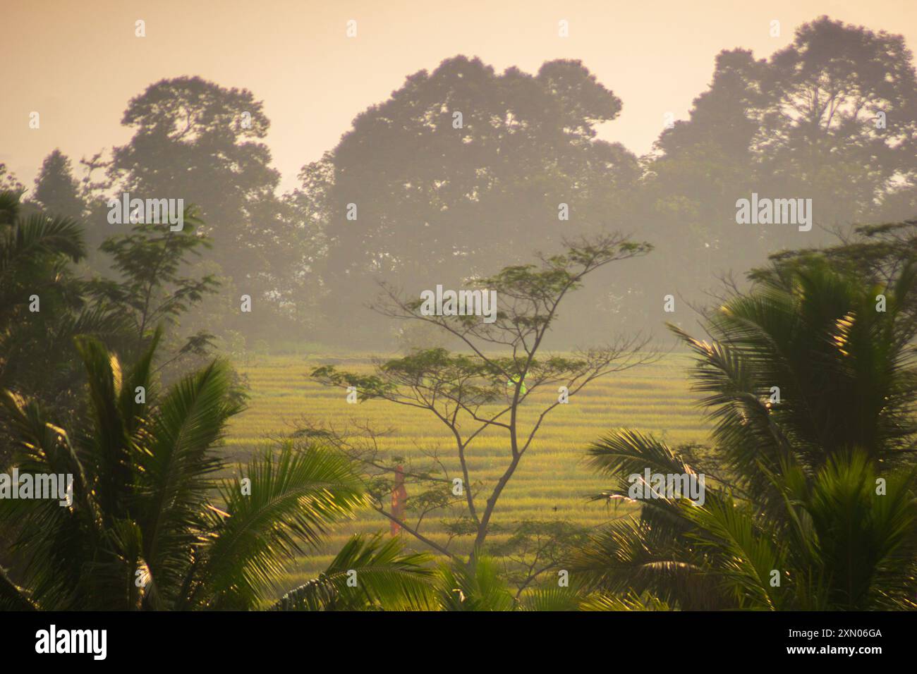 Paesaggio di bellezza indonesiana risaie nel nord di bengkulu, splendida vista naturale mattutina dall'Indonesia delle montagne e della foresta tropicale Foto Stock