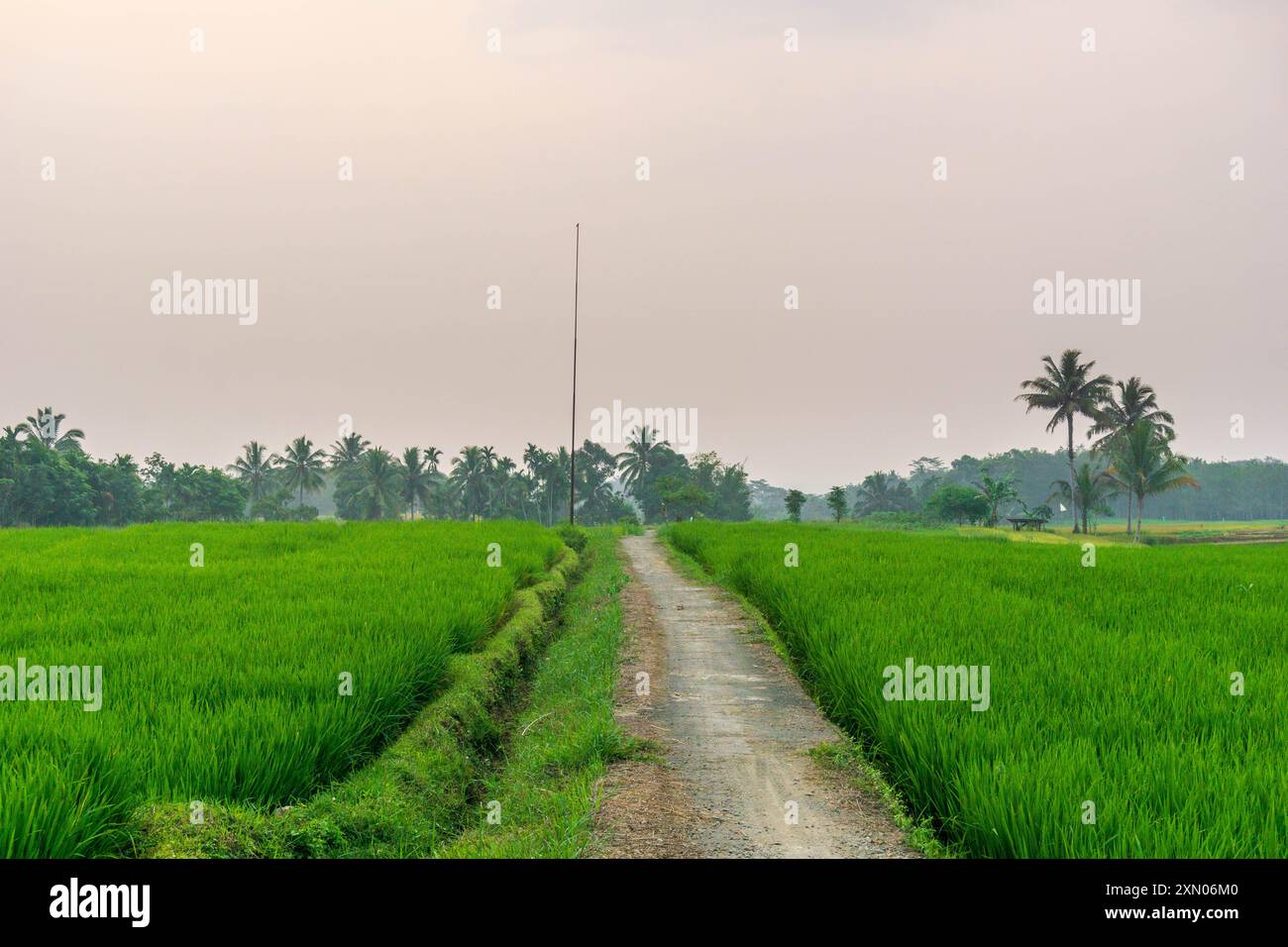 Paesaggio di bellezza indonesiana risaie nel nord di bengkulu, splendida vista naturale mattutina dall'Indonesia delle montagne e della foresta tropicale Foto Stock