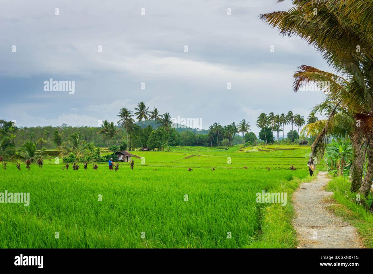 Paesaggio di bellezza indonesiana risaie nel nord di bengkulu, splendida vista naturale mattutina dall'Indonesia delle montagne e della foresta tropicale Foto Stock