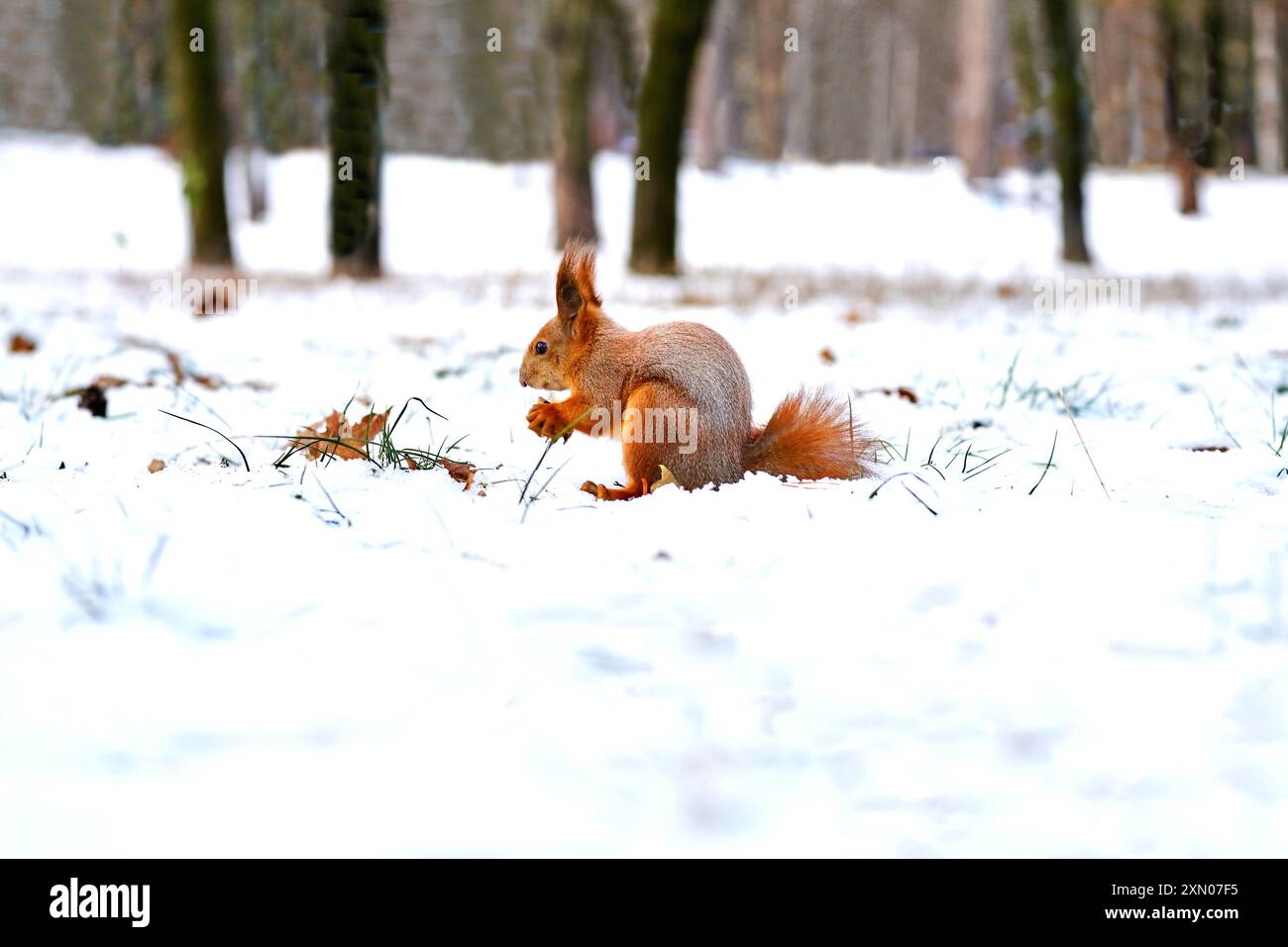 un roditore agile che abita sugli alberi con una coda cespugliosa, in genere che si nutre di noci e semi. Scoiattolo di zenzero rosso marrone su tronco di neve marrone Foto Stock