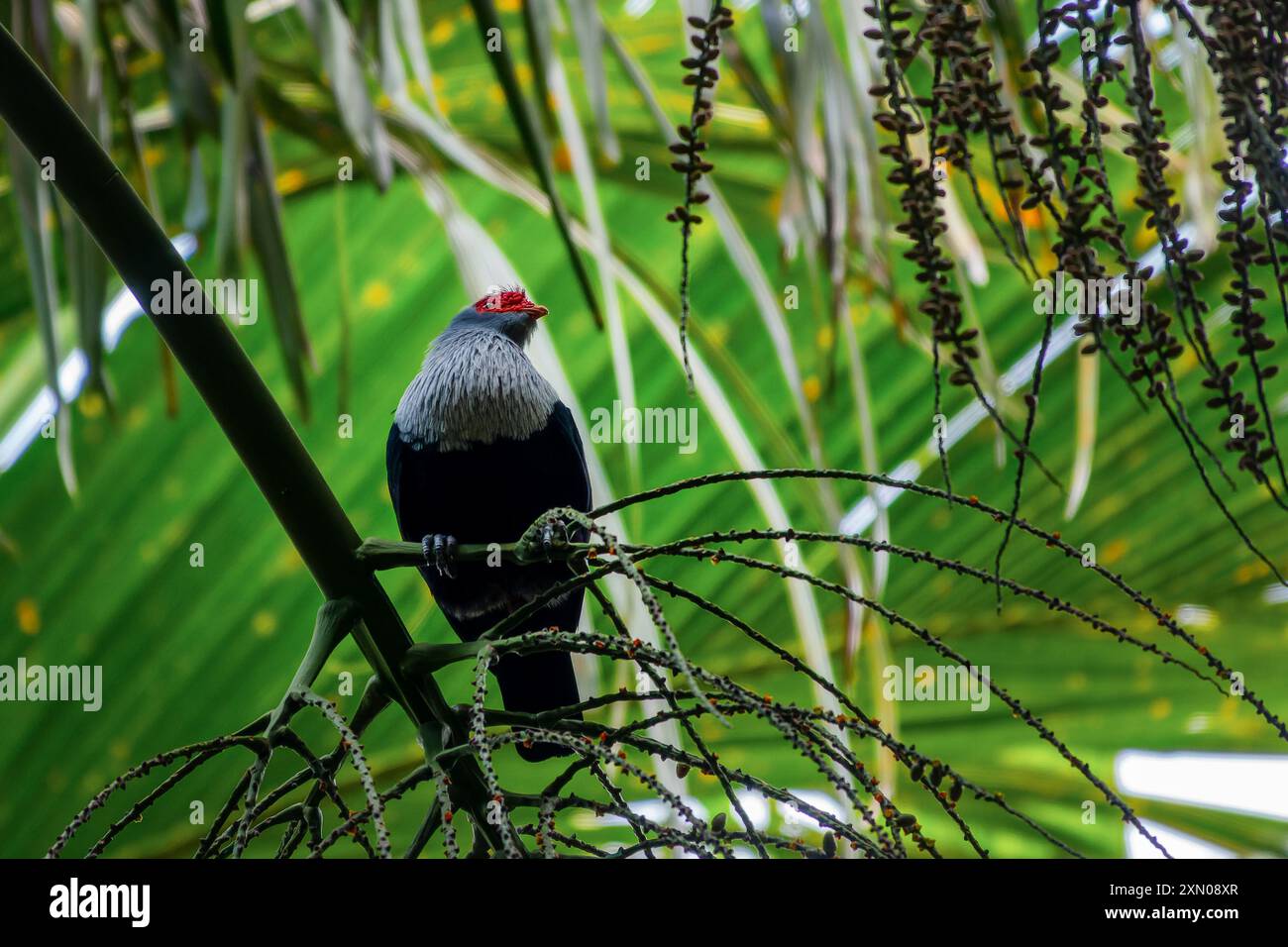 Seychelles Blue Pigeon, specie endemica di uccelli, nella Vallée de mai (May Valley), isola di Praslin, Seychelles Foto Stock