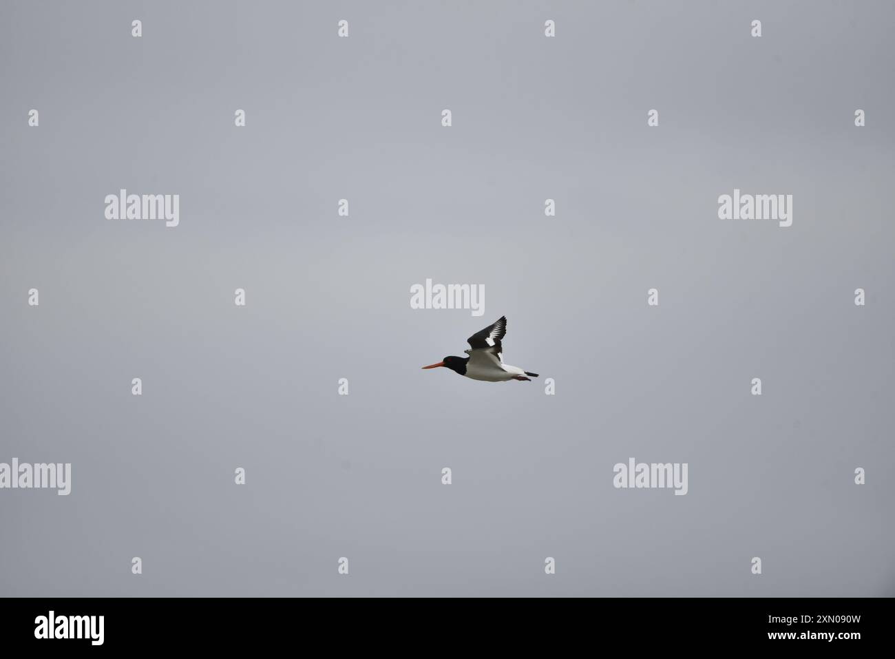 Oystercatcher eurasiatico (Haematopus ostralegus) volando da destra a sinistra, a livello di occhio, con Ali in alto che mostrano segni sotto, preso sull'Isola di Man, Regno Unito Foto Stock