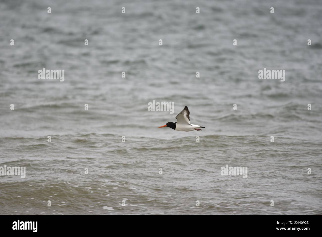 Eurasian Oystercatcher (Haematopus ostralegus) in volo basso sul mare, da destra a sinistra, a Eye Levell with Wings Spread, girato nel Regno Unito in estate Foto Stock