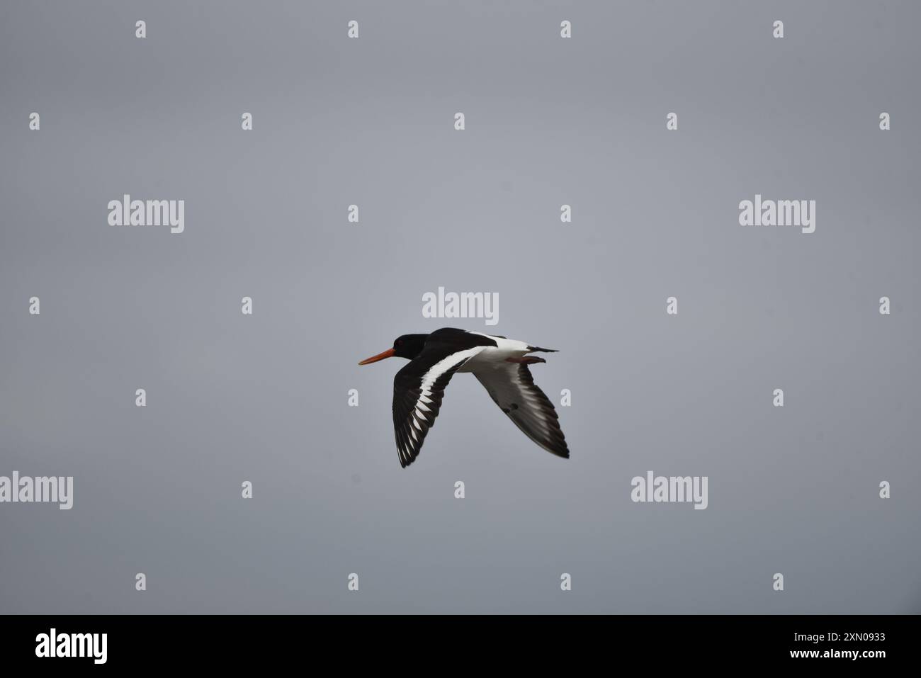 Immagine ravvicinata di un oystercatcher eurasiatico (Haematopus ostralegus) che vola a livello degli occhi da destra a sinistra, con Beak Open Calling, sull'Isola di Man, Regno Unito Foto Stock