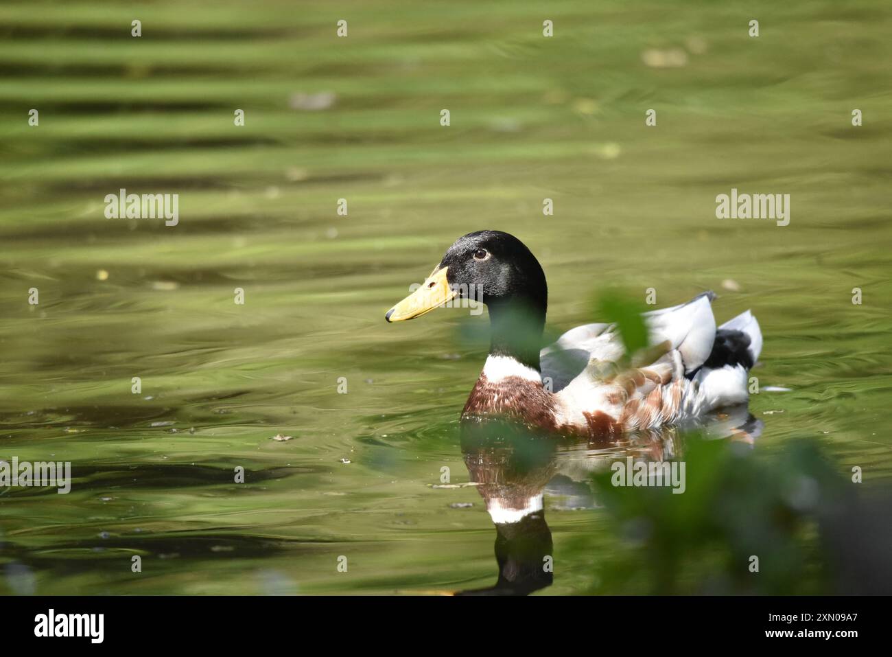 Immagine in primo piano di un anatra di razza maschile (Anas platyrhynchos) che nuota verso la telecamera, in acqua verde soffice e soleggiata, scattata sull'Isola di Man, Regno Unito Foto Stock