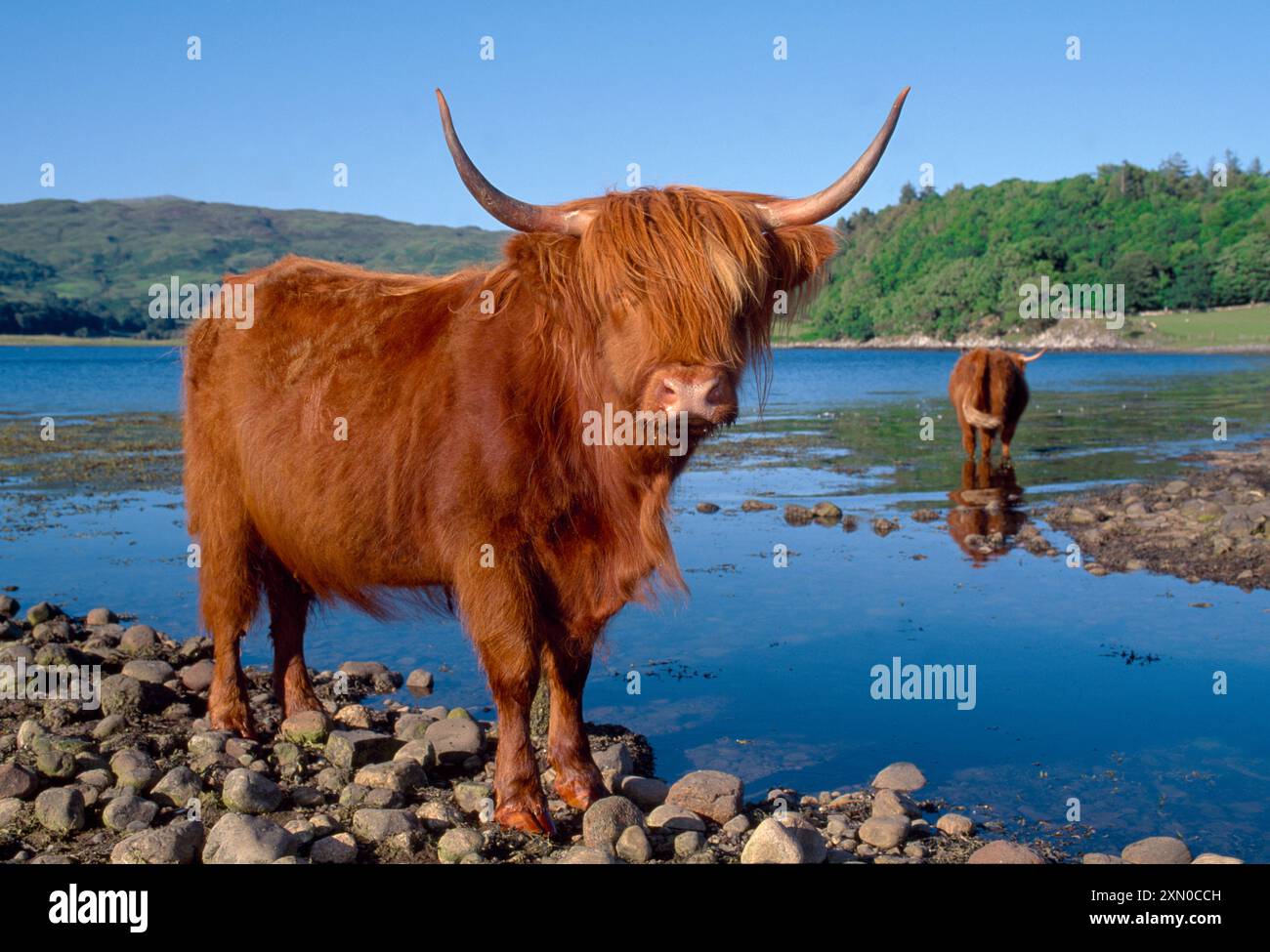 Vacche delle Highland (Bos tarus) sul lago di mare a Taynish, Argyll, Scozia, luglio Foto Stock