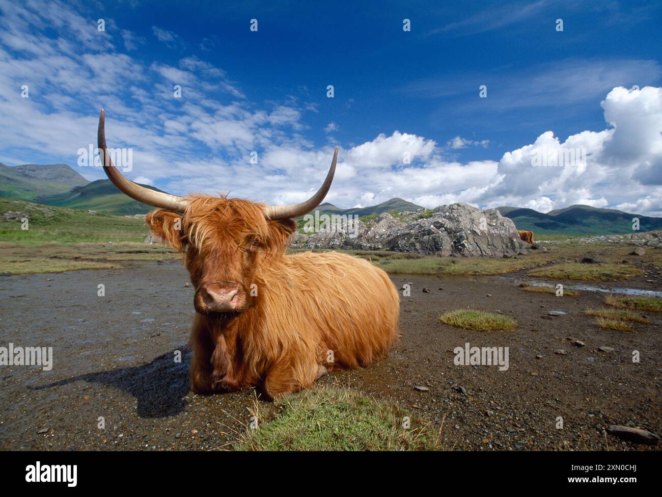 Vacca delle Highland (Bos tarus) con bassa marea da palude salmastre, Glen More, Isola di Mull, Ebridi interne, Scozia, aprile 2001 Foto Stock
