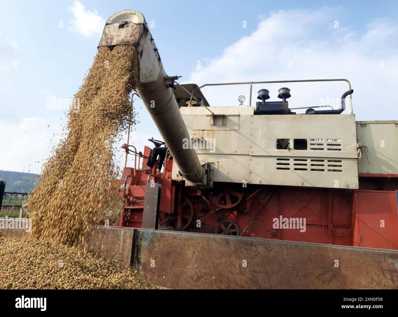 La coclea della granella della mietitrebbia versa semi di soia nel rimorchio del trattore, raccogliere la soia con una mietitrebbia. Foto Stock