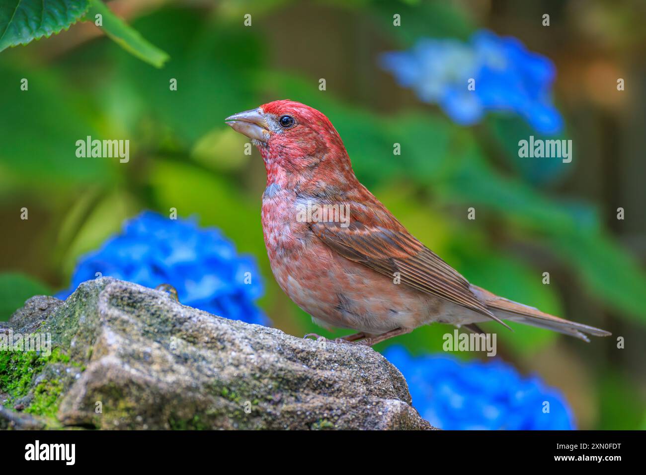 Un Finch viola (Haemorhous purpureus) arroccato su una roccia in un bagno di uccelli da giardino Foto Stock