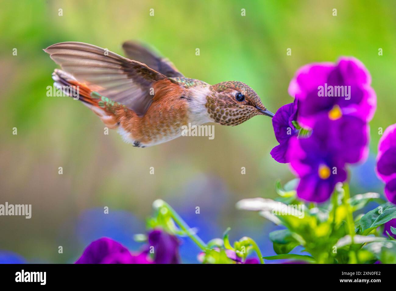 Un colibrì rufante (Selasphorus rufus) che si nutre in un giardino fiorito. Foto Stock