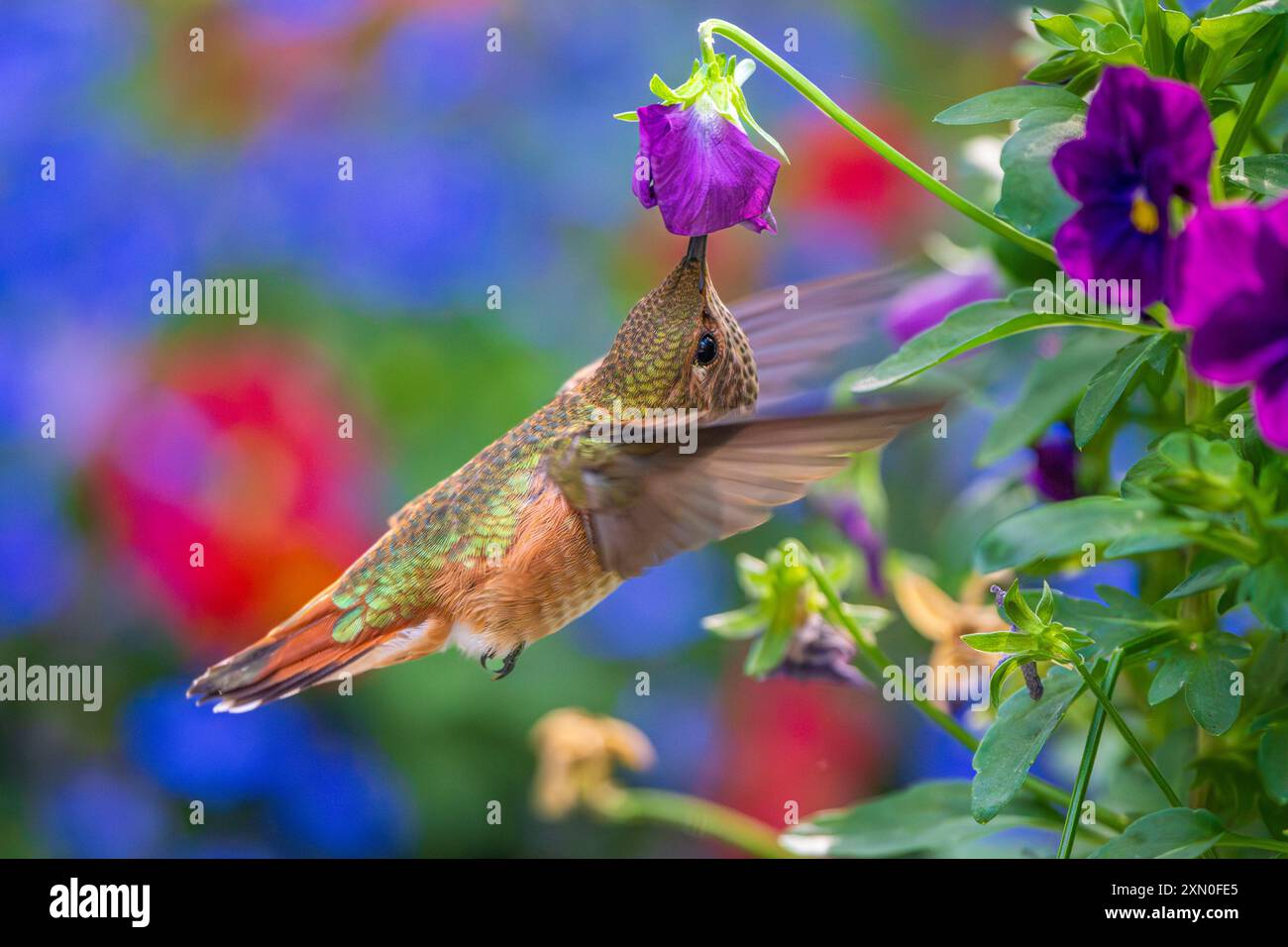 Un colibrì rufante (Selasphorus rufus) che si nutre in un giardino fiorito. Foto Stock