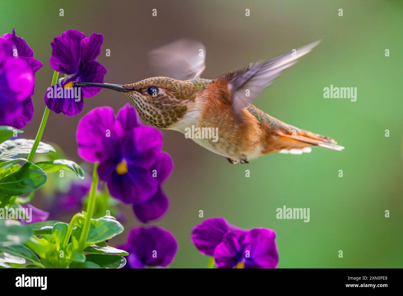 Un colibrì rufante (Selasphorus rufus) che si nutre in un giardino fiorito. Foto Stock