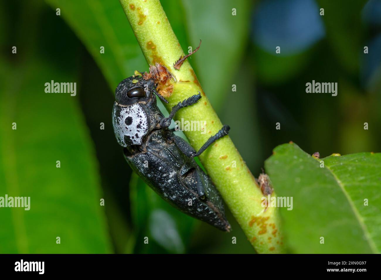 Root Borer a testa piatta che si nutre di corteccia, Capnodis tenebrionis Foto Stock