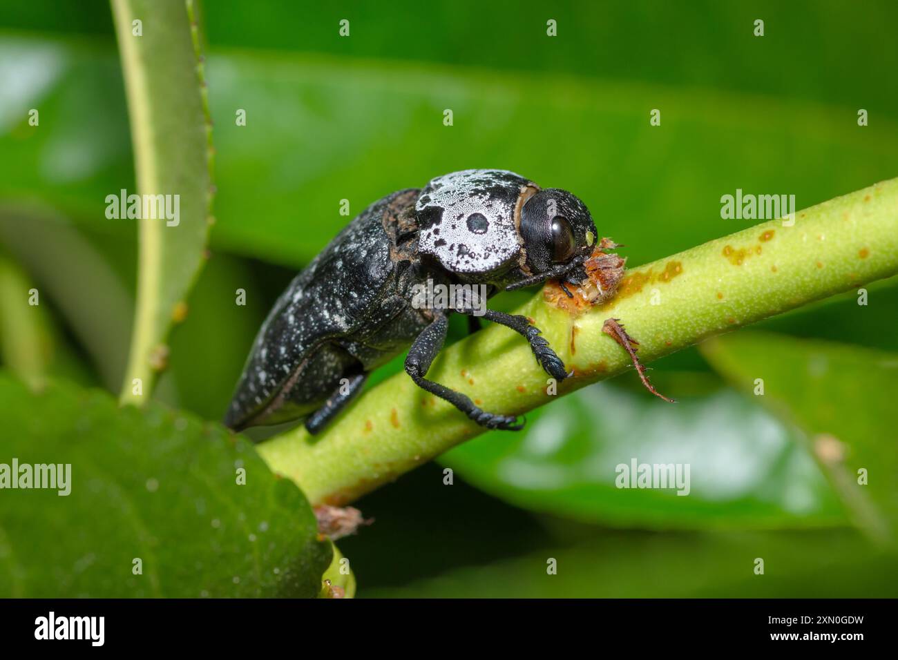 Root Borer a testa piatta che si nutre di corteccia, Capnodis tenebrionis Foto Stock
