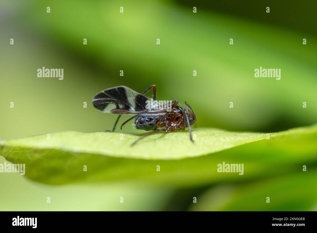 Quercia variegata Aphid su una foglia, Lachnus Roboris Foto Stock