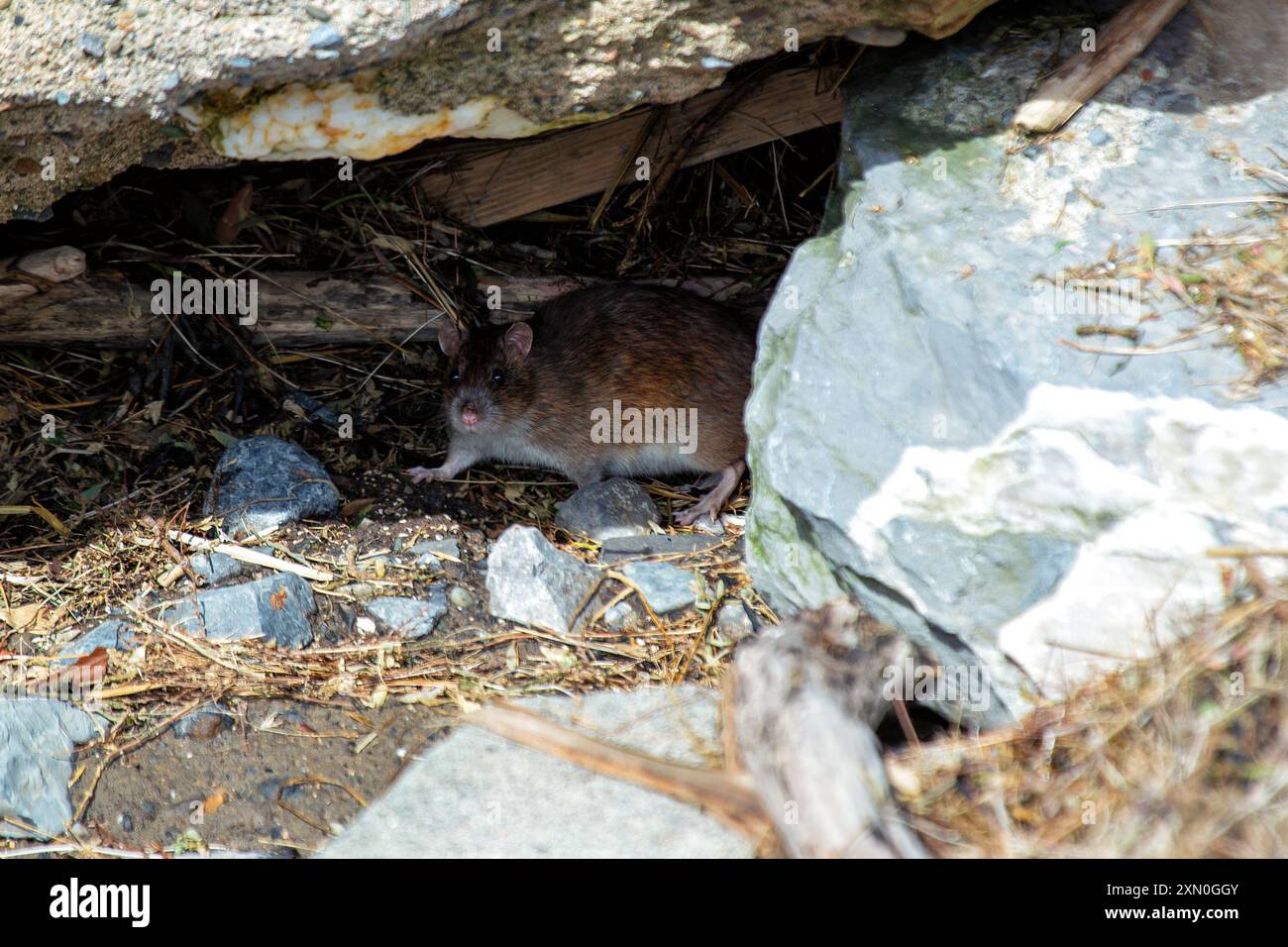 E' stato avvistato un topo marrone. Caratterizzato dalla sua struttura robusta e dalla lunga coda, questo roditore adattabile si trova comunemente negli ambienti urbani, scavenging Foto Stock