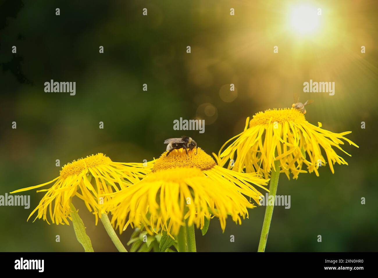 Le api impollinano l'Inula ensifolia gialla in un giardino illuminato dal sole, catturando la bellezza primaverile della natura. Foto Stock