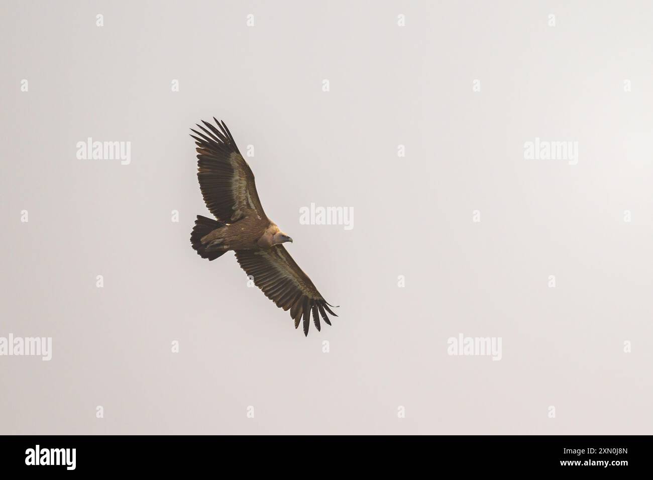 Un avvoltoio griffon (Gyps fulvus) che vola di fronte al cielo grigio, giornata nuvolosa in primavera, Cherso (Croazia) Foto Stock