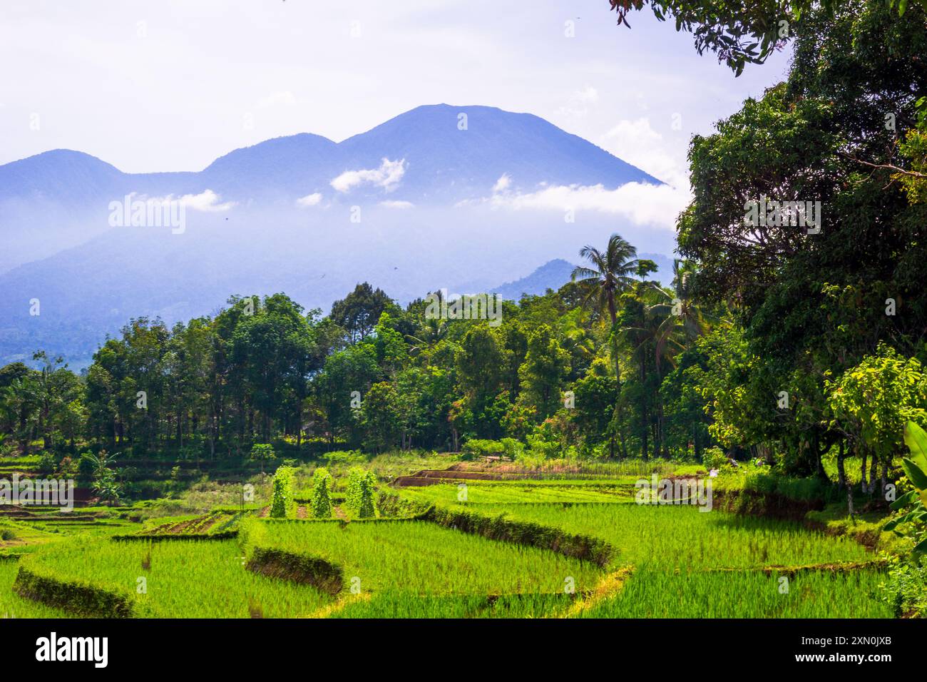 Paesaggio di bellezza indonesiana risaie nel nord di bengkulu, splendida vista naturale mattutina dall'Indonesia delle montagne e della foresta tropicale Foto Stock