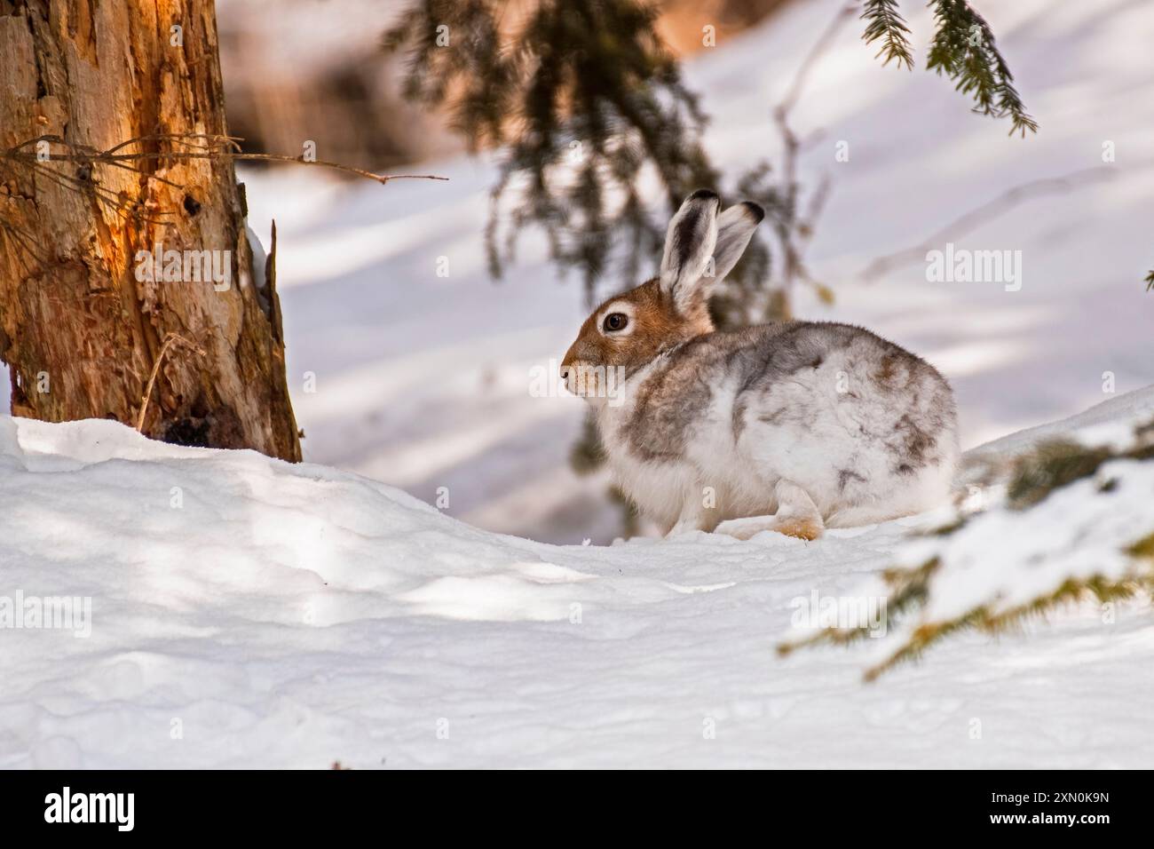 Lepre di montagna (Lepus timidus), nota anche come lepre variabile, lepre bianca o lepre alpina, che riposa nella neve sotto un abete rosso in una fredda giornata invernale in Foto Stock