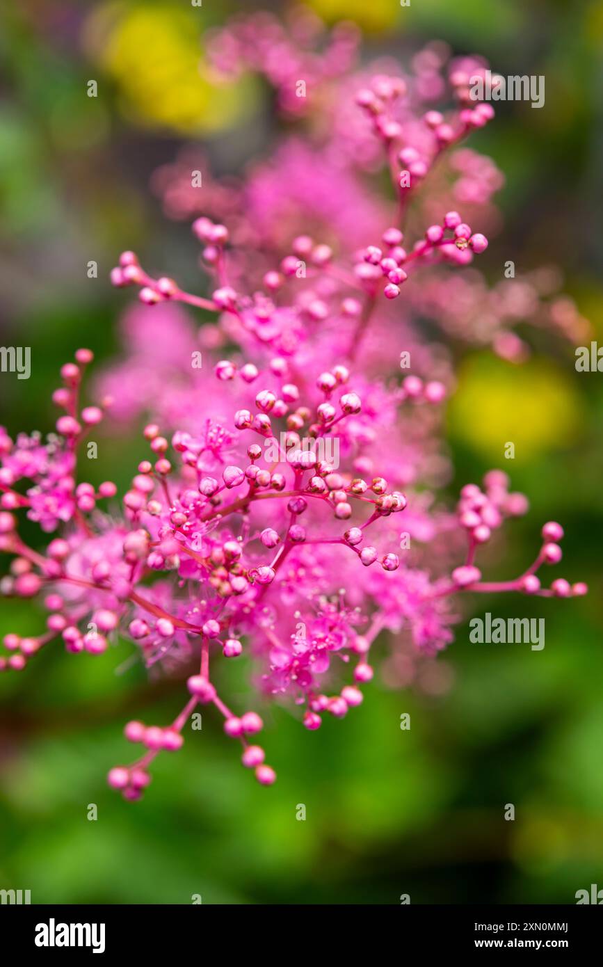 Piccoli boccioli e fiori su una pianta Filipendula 'Kahome' in un confine erbaceo estivo. Foto Stock