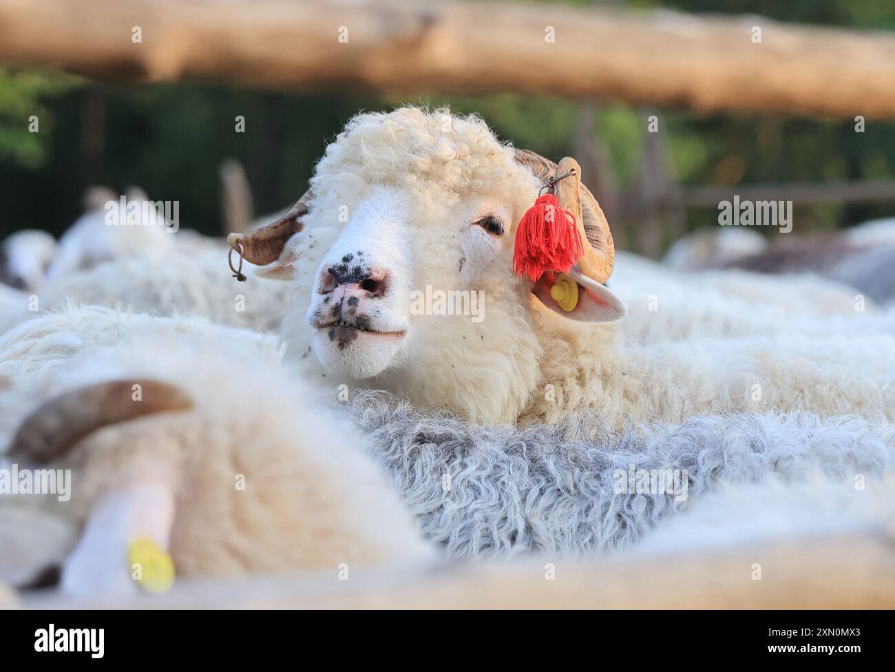 Stazione di pecore alla periferia di Breb, dove le pecore vengono munte e il formaggio viene prodotto secondo i vecchi metodi tradizionali, nella graziosa Maramures, nella Romania settentrionale. Foto Stock