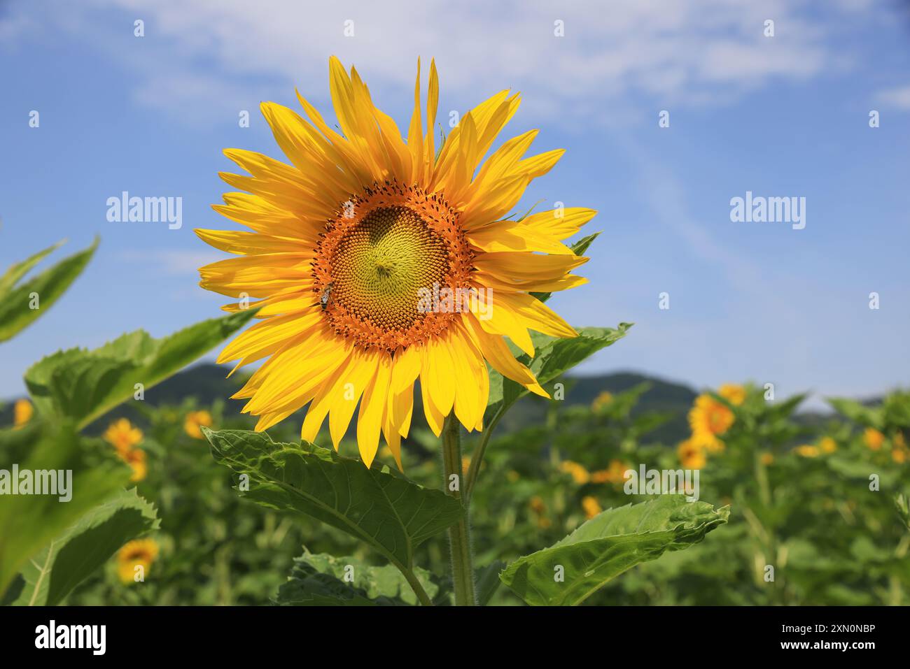Campo di girasoli nelle belle Maramures rurali, nel nord della Romania. Foto Stock